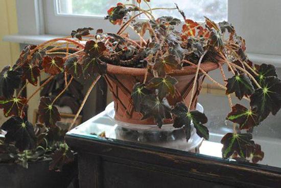 Trong nhà dùng những đồ này bảo sao bần hàn, làm ăn thất bát