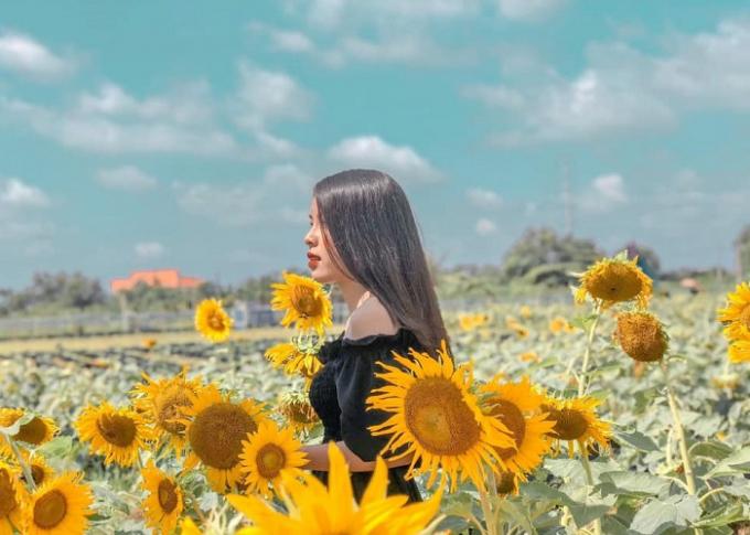 Đẹp ngẩn ngơ trước cánh đồng hướng dương đang nở rộ ngay sát Hà Nội-5