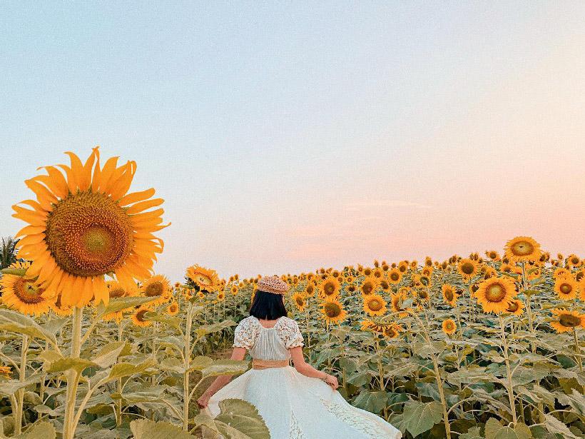 Đẹp ngẩn ngơ trước cánh đồng hướng dương đang nở rộ ngay sát Hà Nội-8