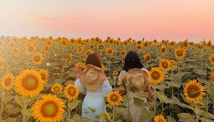 Đẹp ngẩn ngơ trước cánh đồng hướng dương đang nở rộ ngay sát Hà Nội-12