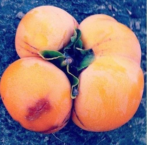 Loạt rau củ quả đột biến gen đến lạ lùng, nhìn đã hoang mang chứ nói gì nếm thử-11