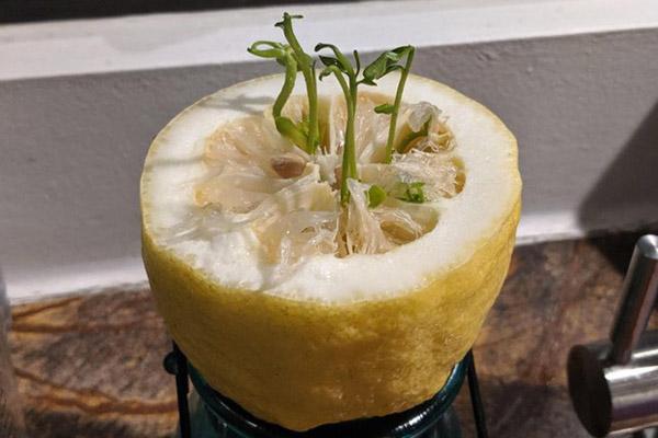 Thanh niên khoe cây su hào nhà trồng um tùm như đột biến-3