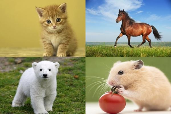 Cách bạn hy sinh vì tình yêu tiết lộ cuộc sống tương lai có hạnh phúc hay không-5