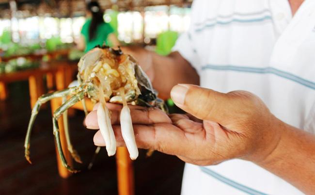 Cô gái giật mình phát hiện trong tôm hùm có vật thể lạ dai như kẹo cao su, nhưng sự thật hoàn toàn chẳng phải vậy mà không ít người từng nhầm lẫn-5