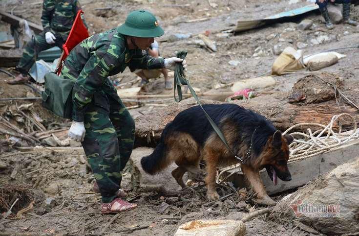 500 cán bộ, chiến sĩ cùng chó nghiệp vụ dầm mưa tìm người mất tích ở Trà Leng-7