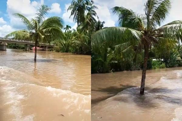 Cây dừa kỳ lạ mọc giữa lòng sông ở Bến Tre: Chuyện tưởng đùa nhưng hóa ra lại có thật-2