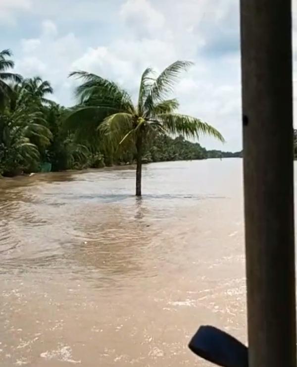 Cây dừa kỳ lạ mọc giữa lòng sông ở Bến Tre: Chuyện tưởng đùa nhưng hóa ra lại có thật-3