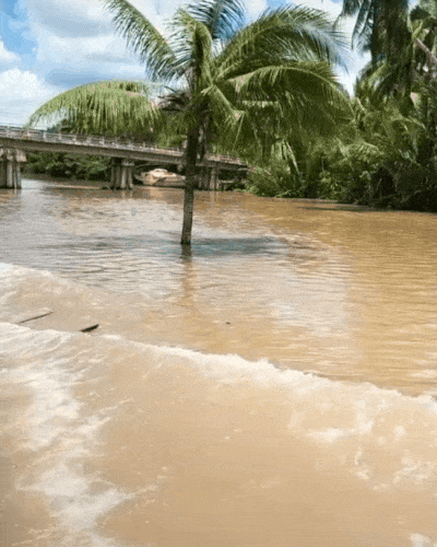 Cây dừa kỳ lạ mọc giữa lòng sông ở Bến Tre: Chuyện tưởng đùa nhưng hóa ra lại có thật-1