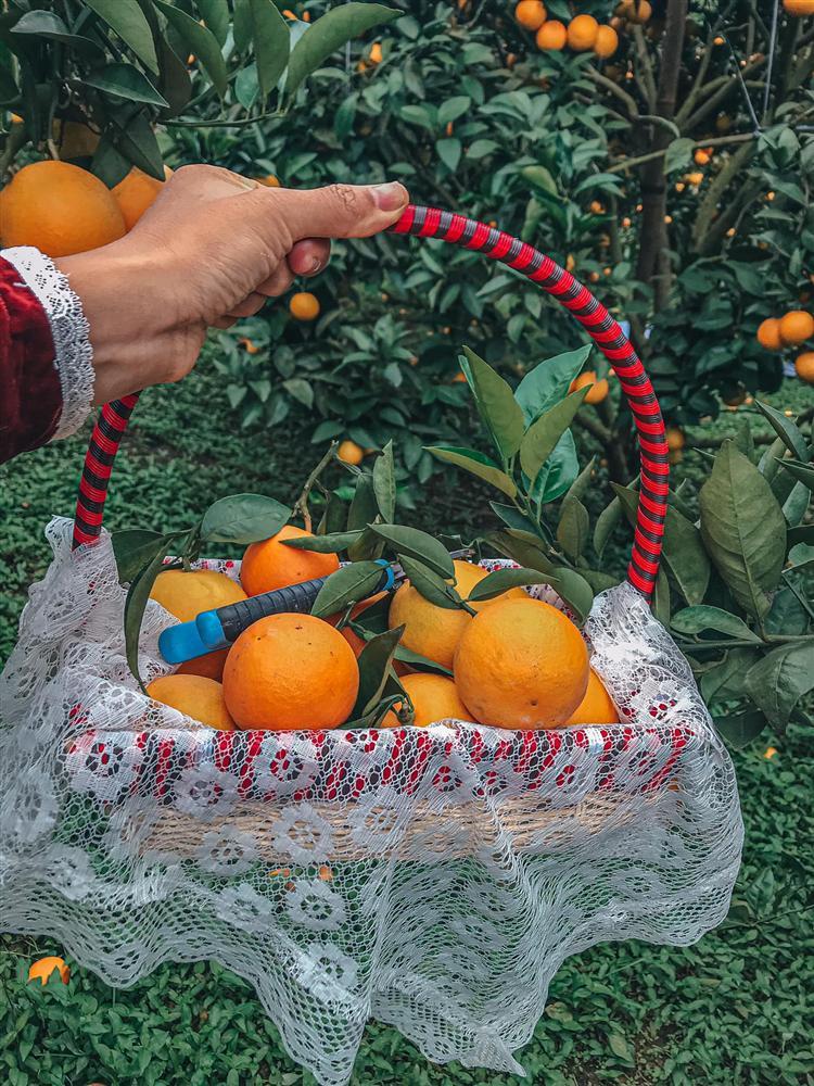 Sống ảo nghìn like với vườn cây trái vàng chín mọng ở Mộc Châu-6