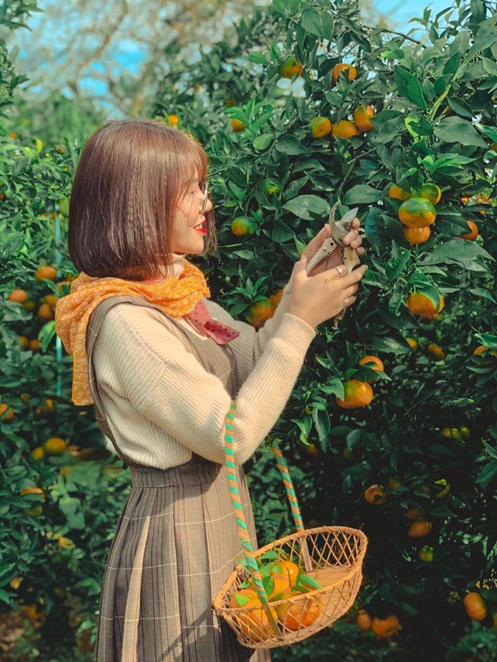 Sống ảo nghìn like với vườn cây trái vàng chín mọng ở Mộc Châu-4