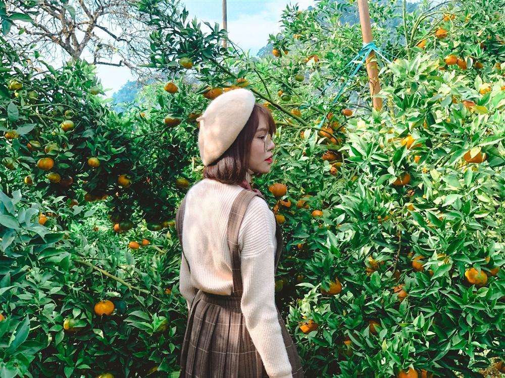 Sống ảo nghìn like với vườn cây trái vàng chín mọng ở Mộc Châu-10