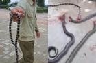 Nhà ở, văn phòng ở Hà Tĩnh xuất hiện nhiều rắn độc