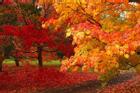 Rừng cây lá đỏ mùa thu ở Mỹ nhìn từ trên cao
