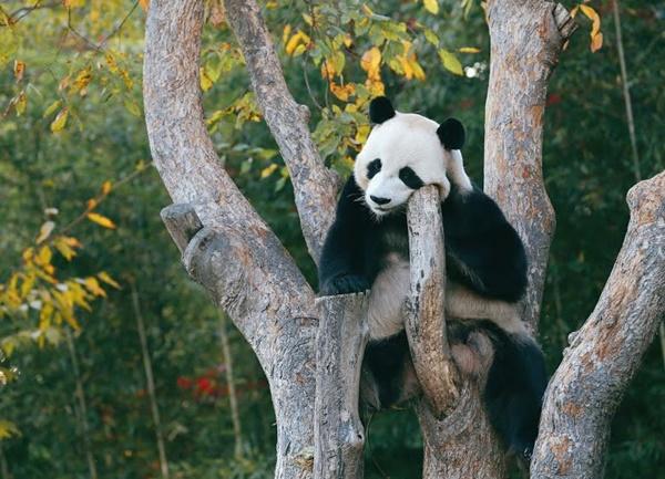 BLACKPINK bị Trung Quốc tuýt còi bởi gây nguy hiểm cho... 1 chú gấu trúc-2