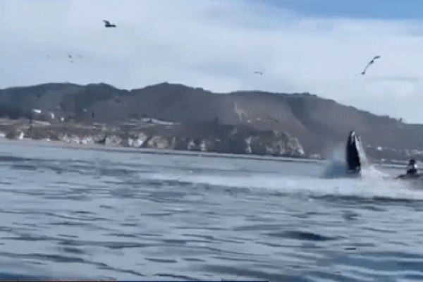 Thót tim khoảnh khắc cá voi há miệng đớp ngang thuyền, suýt nuốt chửng 2 người-1