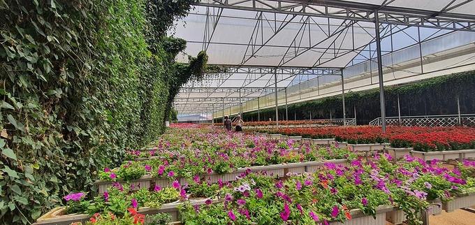 Đà Lạt với những cú lừa khiến team mê du lịch phải vỡ mộng-9