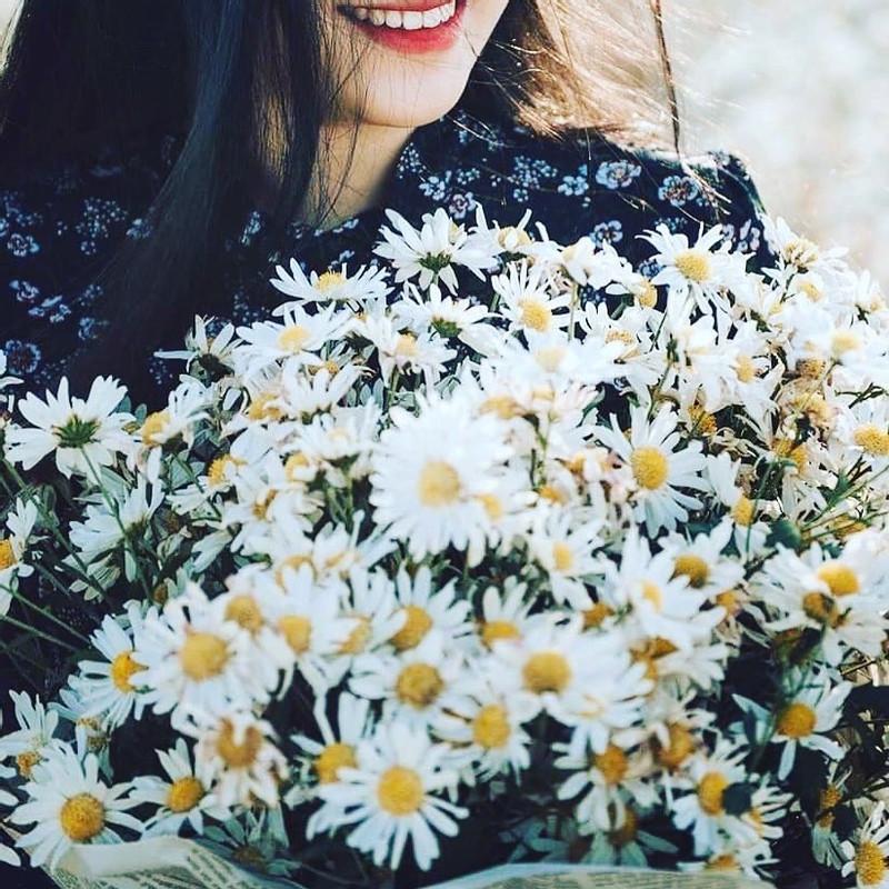 Định vị ngay những tọa độ chụp Cúc Họa Mi đẹp nhất Hà Nội vào mùa này-2