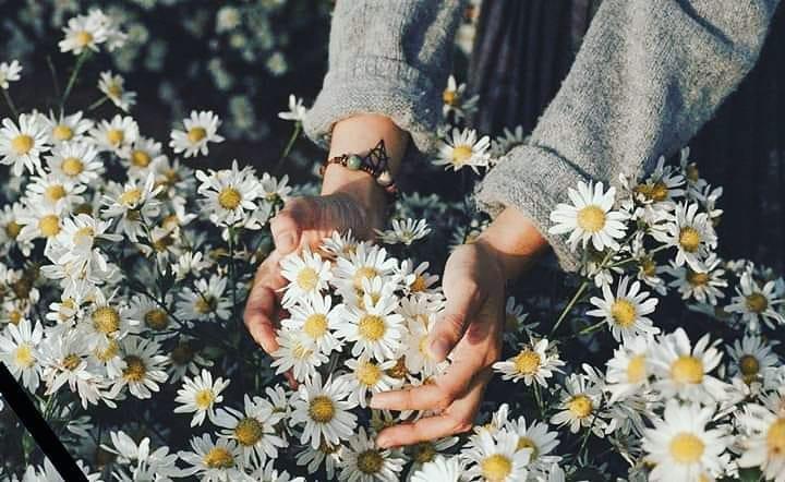 Định vị ngay những tọa độ chụp Cúc Họa Mi đẹp nhất Hà Nội vào mùa này-5