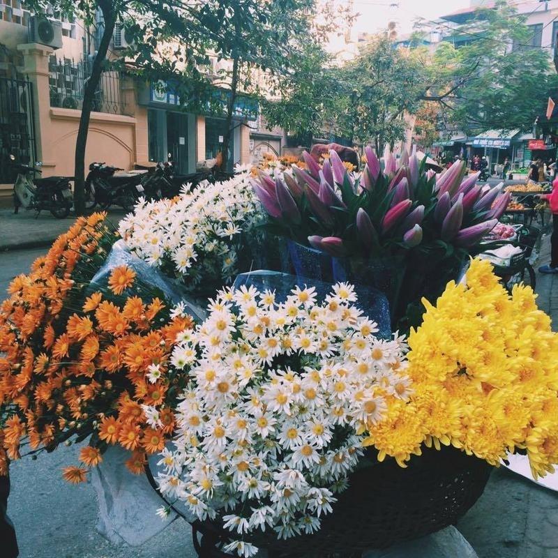 Định vị ngay những tọa độ chụp Cúc Họa Mi đẹp nhất Hà Nội vào mùa này-16