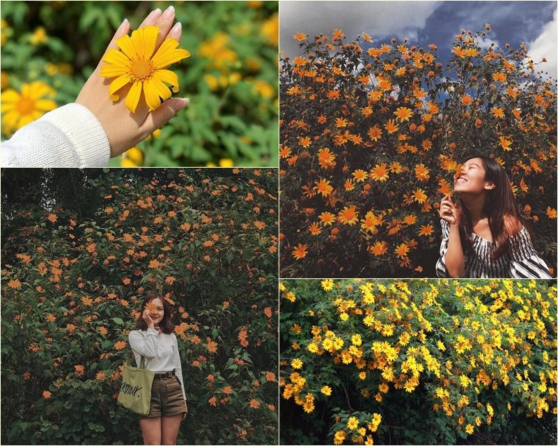 Chỉ cần lạc bước giữa mùa hoa dã quỳ Đà Lạt, các chị em chẳng cần tạo dáng cũng ăn hình-1