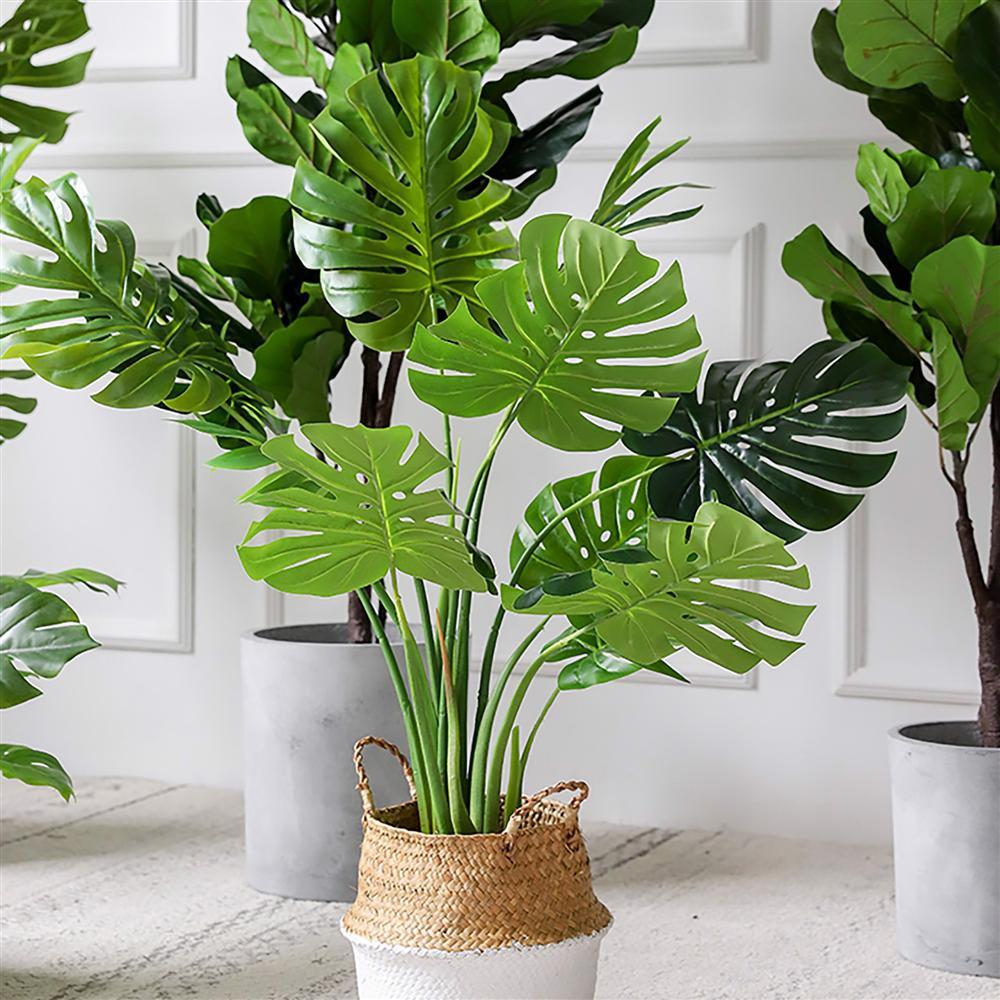 7 loại cây phong thủy vừa thanh lọc không khí vừa mang tài lộc, phú quý cho gia chủ-3