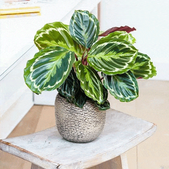 7 loại cây phong thủy vừa thanh lọc không khí vừa mang tài lộc, phú quý cho gia chủ-4