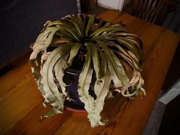 Sai lầm phong thủy tiêu tán tài lộc khiến gia chủ khốn khó, quanh năm vẫn nghèo-2