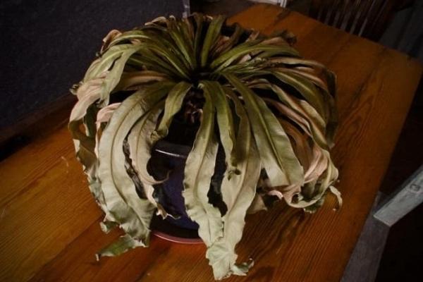 Xây nhà chớ gần nơi này, nếu lỡ phạm phải hóa giải ngay kẻo rước họa-5