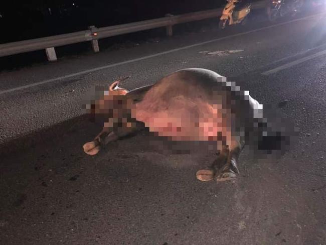 Xe buýt đâm trúng trâu đi qua đường, lật nhào xuống ruộng-3