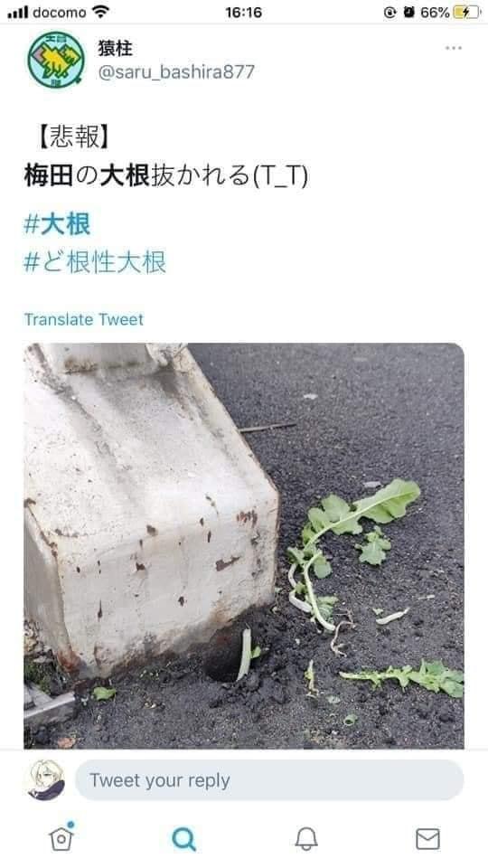 Số phận dễ đoán của cây củ cải trắng mọc nơi không tưởng thu hút dân tình đến check-in ầm ầm-9