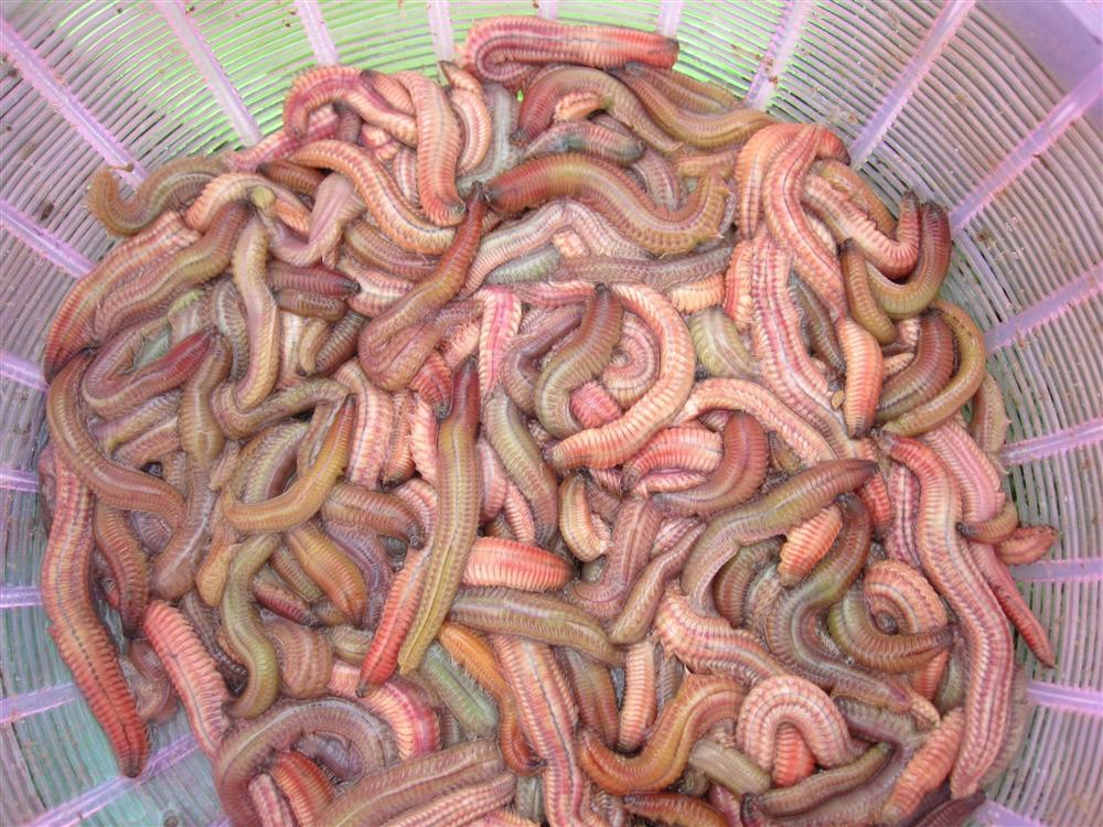 Lúc sống ngọ nguậy sởn da gà, rán lên thơm ngon nức mũi, ăn rồi muốn ăn thêm-1