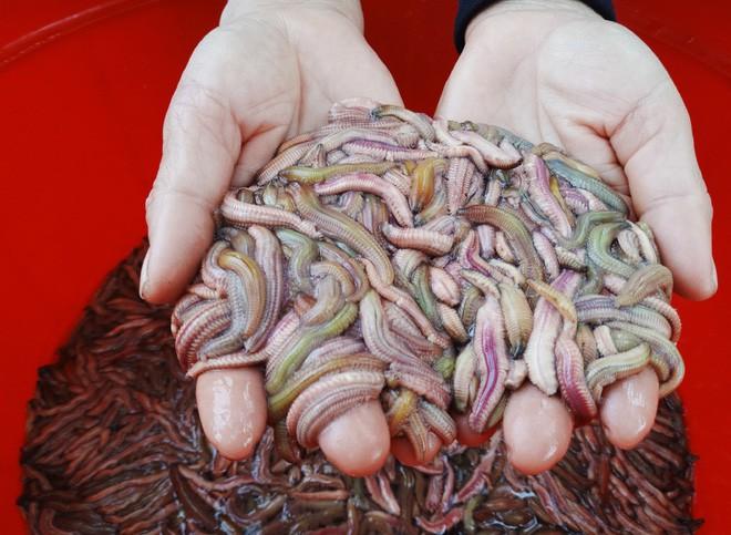 Lúc sống ngọ nguậy sởn da gà, rán lên thơm ngon nức mũi, ăn rồi muốn ăn thêm-2