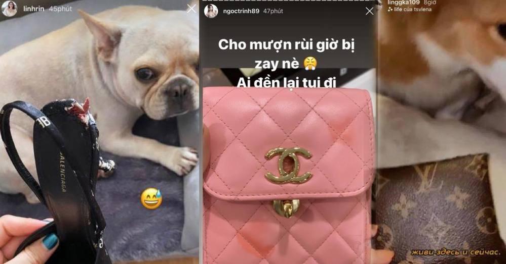 Ngọc Trinh - Linh Ka hư hàng hiệu vì lí do khó ngờ: khi thì cho mượn, lúc lại bị cún cưng phá-1