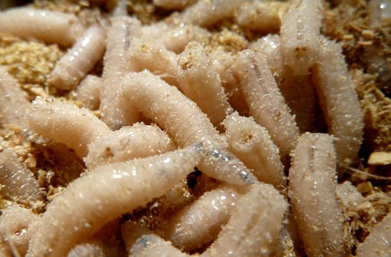 Chẳng ai ngờ thịt heo giòi bò lúc nhúc nhìn đã hốt này lại là đặc sản nức tiếng!-5