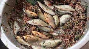 Ở Việt Nam có mấy món ăn tươi nuốt sống, đến ta còn khiếp đảm nói gì khách tây-1