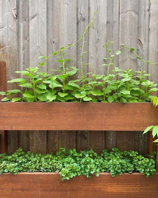 Món canh cây nhà trồng được của Tăng Thanh Hà-1