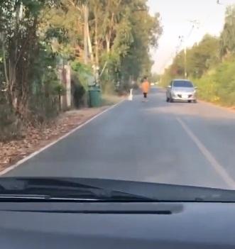 Định trốn đi chơi nhưng lạc ra tận đường nhựa, chú ngỗng bị chủ lôi cổ nhìn vừa buồn cười vừa tội nghiệp-1