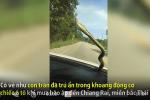 Clip: Tài xế thất kinh khi thấy rắn khổng lồ đột nhiên bò trên kính xe ô tô