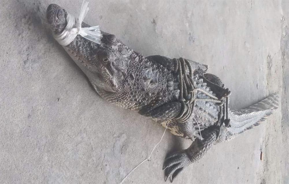 Cá sấu lại đi lạc ra cộng đồng-1