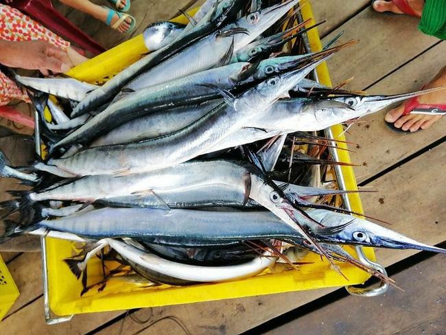 Đảo Nam Du có món cá lạ có xương màu xanh lá cây khiến cộng đồng mạng xôn xao-5
