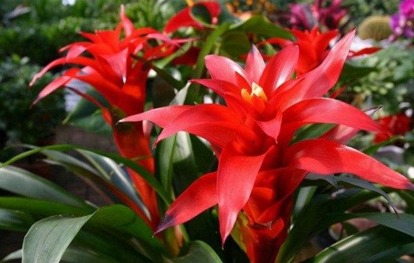 Không phải mê tín bạn cũng nên trồng 3 loại hoa này trong nhà, nở ra rất đẹp lại may mắn-1