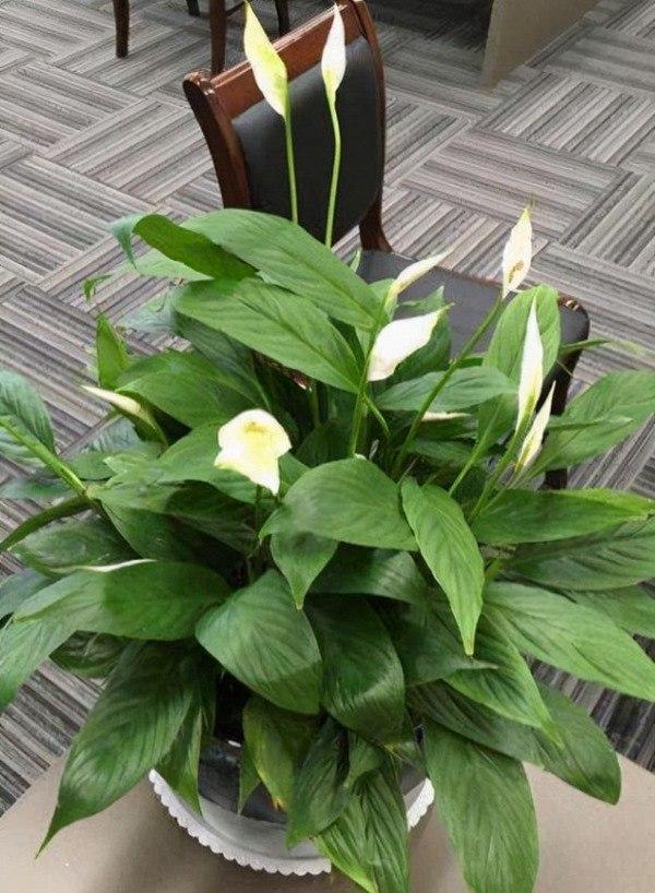 Không phải mê tín bạn cũng nên trồng 3 loại hoa này trong nhà, nở ra rất đẹp lại may mắn-2