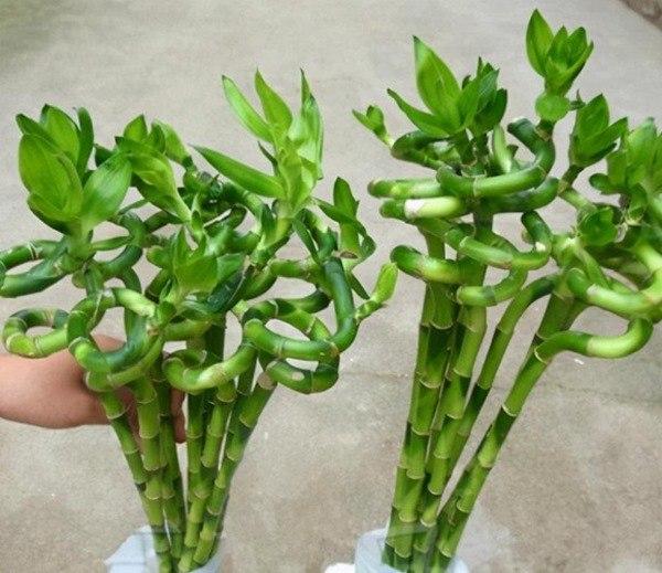 Không phải mê tín bạn cũng nên trồng 3 loại hoa này trong nhà, nở ra rất đẹp lại may mắn-3