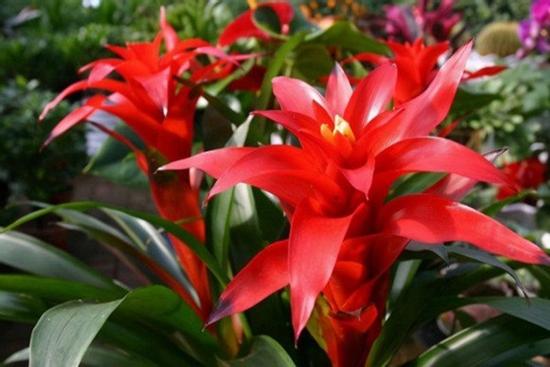 Không phải mê tín bạn cũng nên trồng 3 loại hoa này trong nhà, nở ra rất đẹp lại may mắn