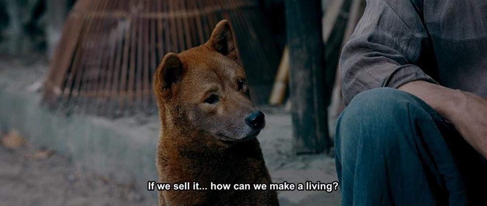 Cậu Vàng Shiba lấy lại thiện cảm khi khoe tài diễn xuất-2