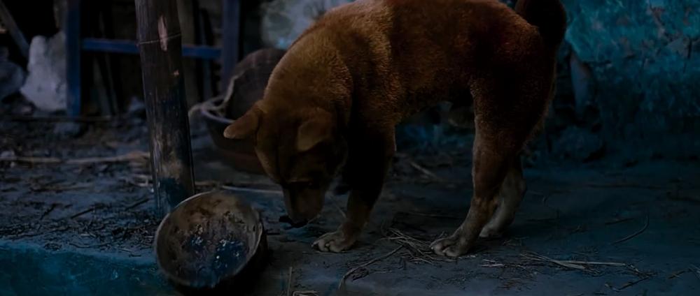 Cậu Vàng Shiba lấy lại thiện cảm khi khoe tài diễn xuất-5