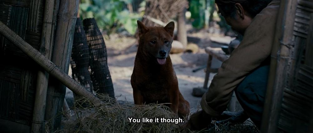 Cậu Vàng Shiba lấy lại thiện cảm khi khoe tài diễn xuất-6