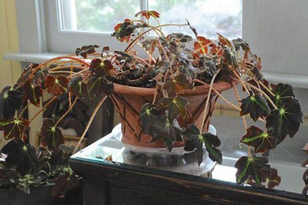 Những con giáp sinh ngày này từ giờ đến cuối năm 2020 thăng quan tiến chức ầm ầm-4