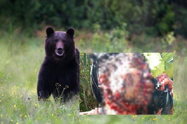 Clip: Kinh hoàng gấu xám cắn liên tiếp vào cổ họng người huấn luyện-1