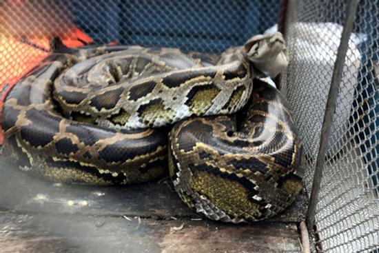 Đi thăm đồng bắt được trăn gấm quý hiếm dài 3m
